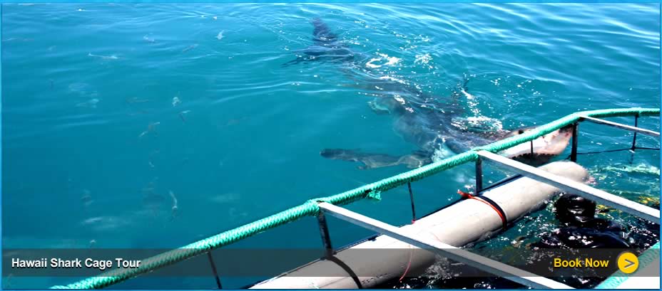 Swim and dive with sharks in Oahu with Sav-On Tours Hawaii best shark cage tours.