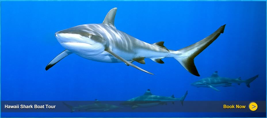 Swim and dive with sharks in Oahu with Sav-On Tours Hawaii best shark cage tours.