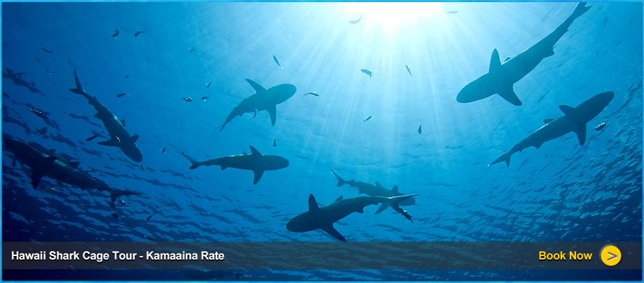 Swim and dive with sharks in Oahu with Sav-On Tours Hawaii best shark cage tours.