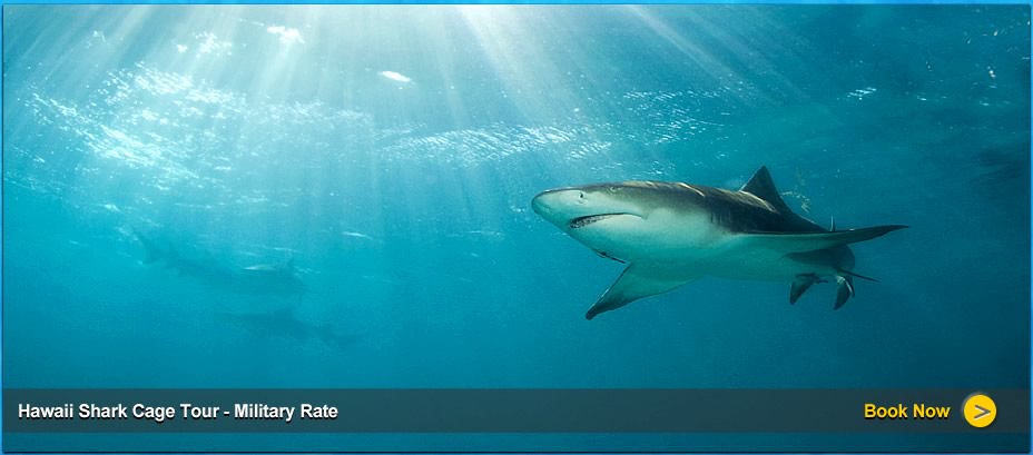 Swim and dive with sharks in Oahu with Sav-On Tours Hawaii best shark cage tours.