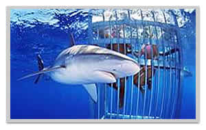 Dive and swim with sharks in Hawaii with Sav-On Tours shark cage encounters and adventure tours discounts.
