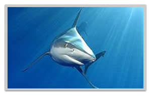 Dive and swim with sharks in Hawaii with Sav-On Tours shark cage encounters and adventure tours discounts.